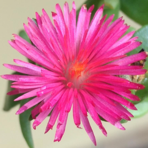 Flores comestiveis